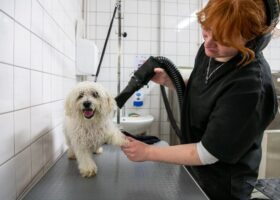 Toiletteur canin, félin et nouveaux animaux de compagnie CMA Formation Bretagne