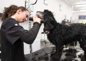 Formation apprentissage toilettage canin félin nouveaux animaux de compagnie CMA Formation Bretagne Dinan